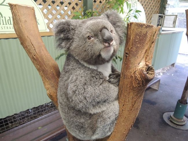 シドニーSW夫婦旅 2日目は電車で霧のブルーマウンテンズ＆コアラ撮り