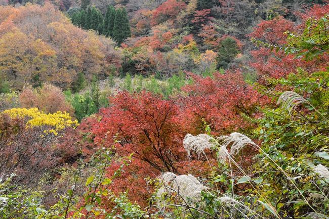 筒森もみじ谷と養老渓谷中瀬遊歩道の紅葉 2018 ～房総さとやまGOで巡る