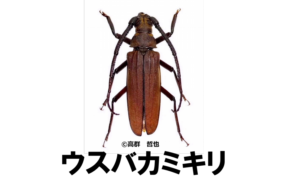 ウスバカミキリ | ［公式］石川流域生きものミュージアム・雨ふる大地