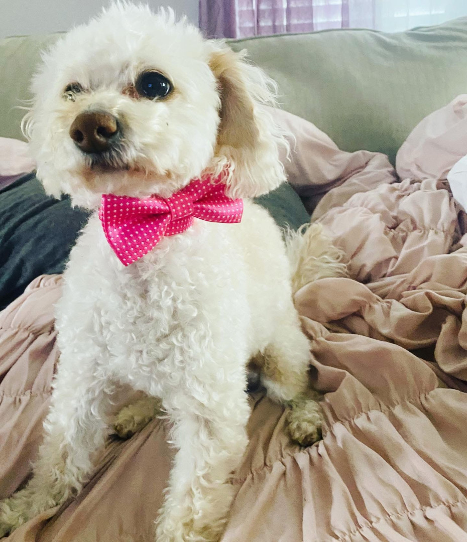 Zoeyゾーイ○犬服○ハンドメイド 胴38 NO.719 Zoeyゾーイ様専用○犬服