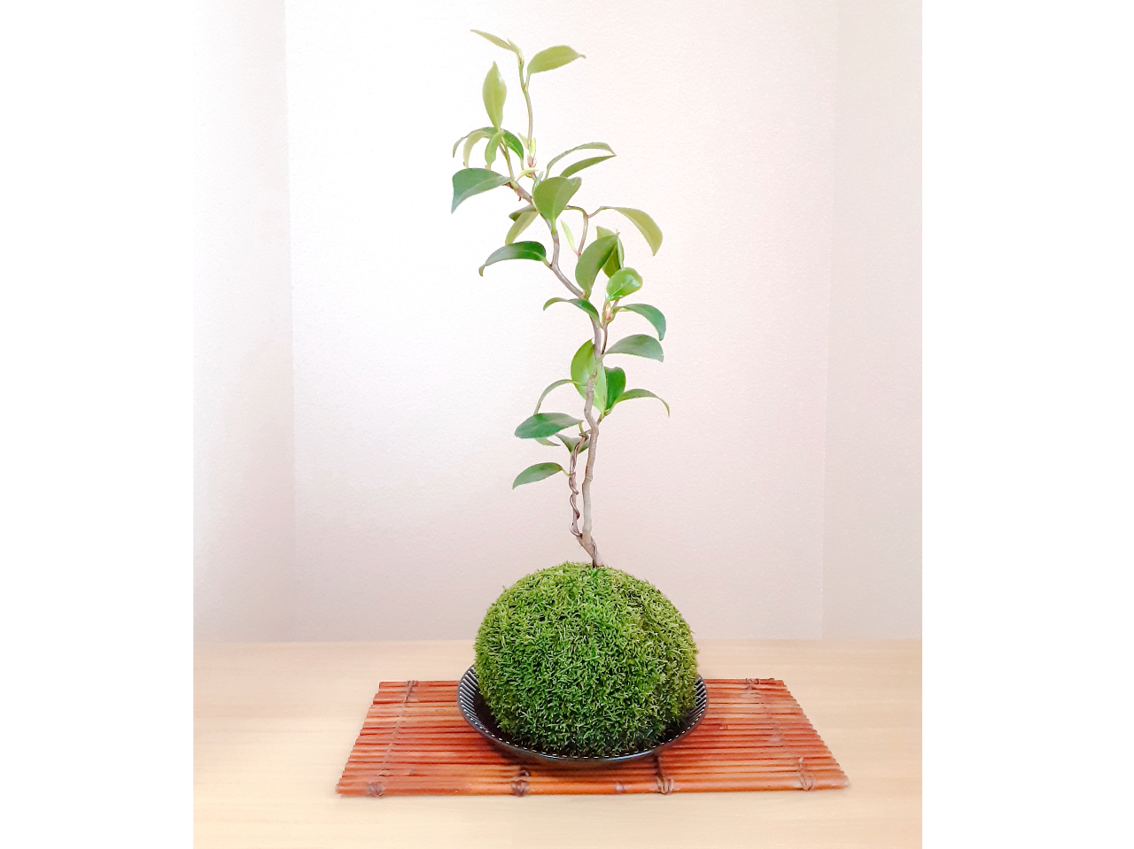 天然極上物 竹の図 峰玉作 【公式通販】