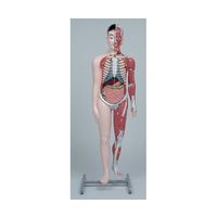 人体模型 約170cm キャスター付き 京都科学 人体解剖モデル”タッチゃん