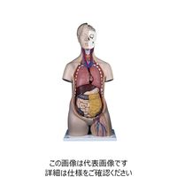 ナリカ 人体解剖模型(トルソ型) Bー22N M60-4035-11 1セット（直送品