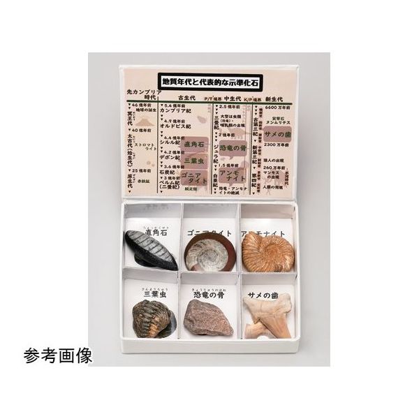 アズワン ミニ標本シリーズ 示準化石6種セット 67-8047-17 1箱（直送品
