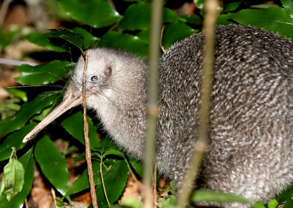 ML34869731 - Little Spotted Kiwi - Macaulay Library