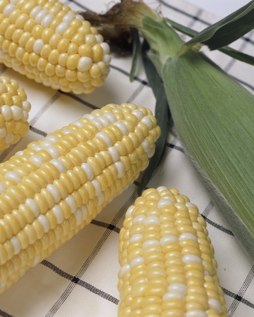 甘くておいしい夏野菜 とうもろこしの豆知識 3選 | タキイ種苗の