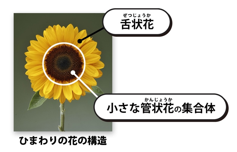 タキイのひまわり「サンリッチ」1991年の発売から30年！ ひまわりの