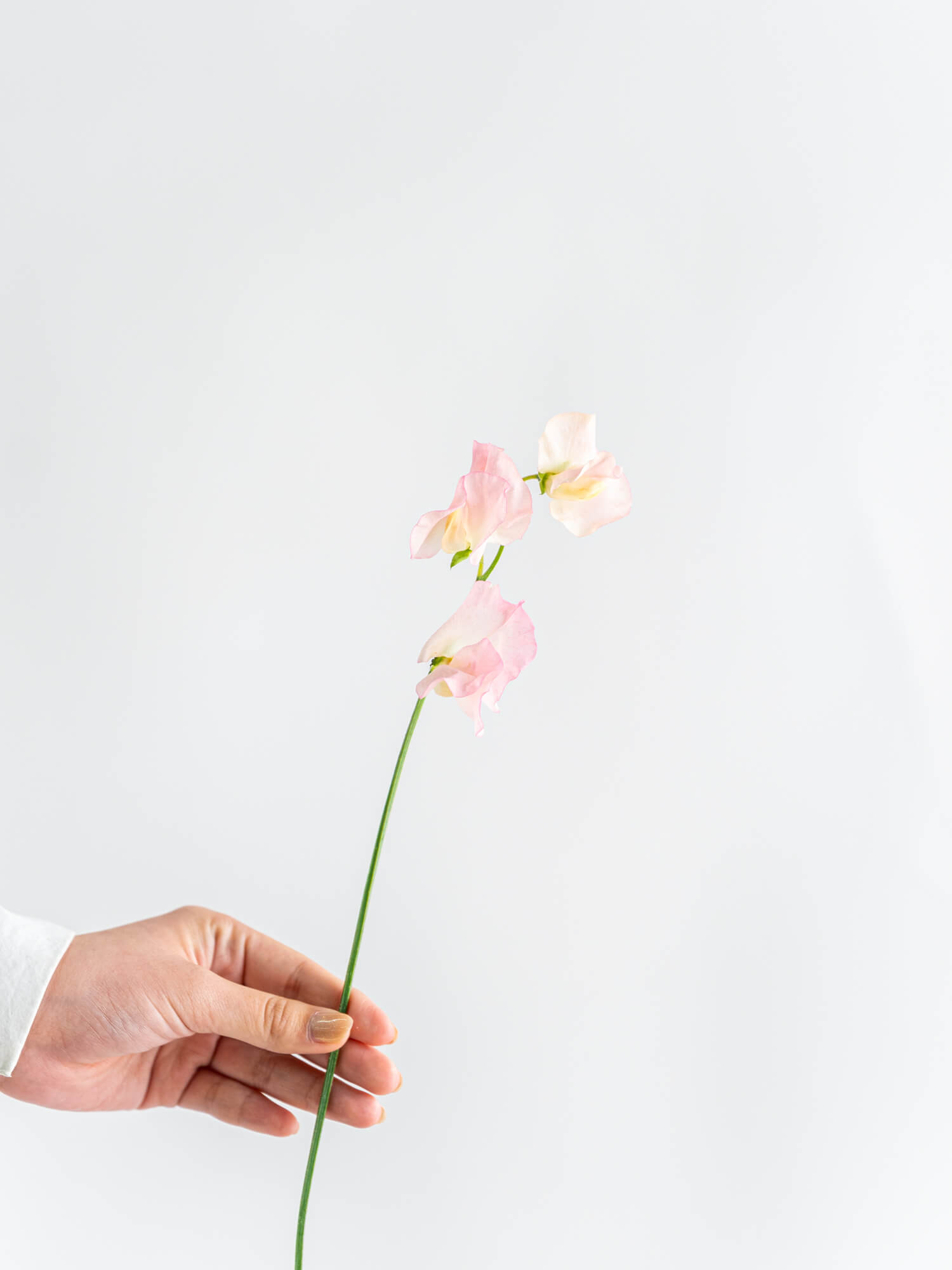 スイートピー（紫）アメジスト｜花の仕入れを簡単に。花材の卸通販