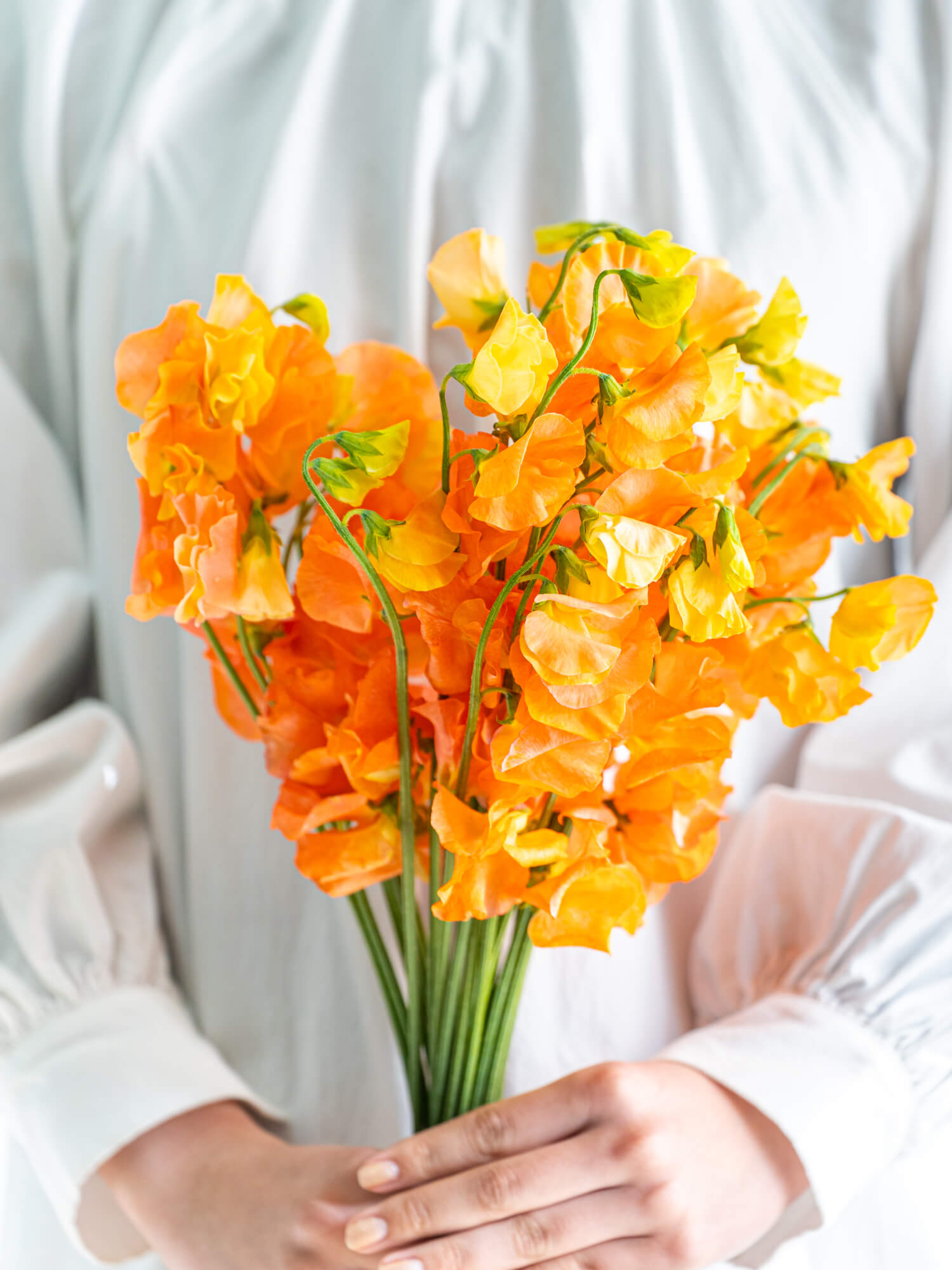 スイートピー（紫）アメジスト｜花の仕入れを簡単に。花材の卸通販