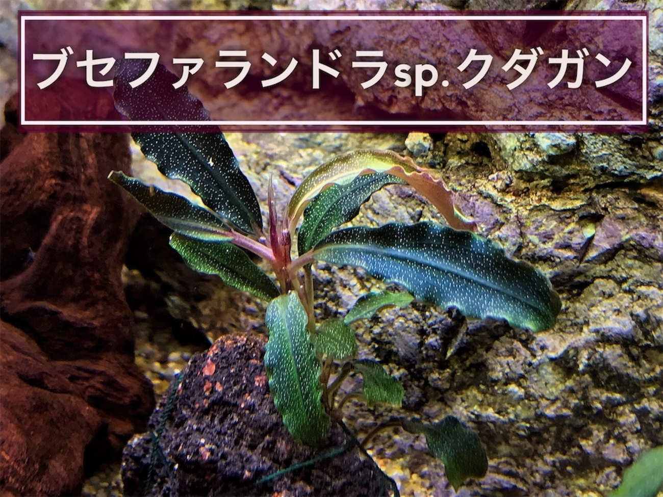 backend=imagemagick;version=1;