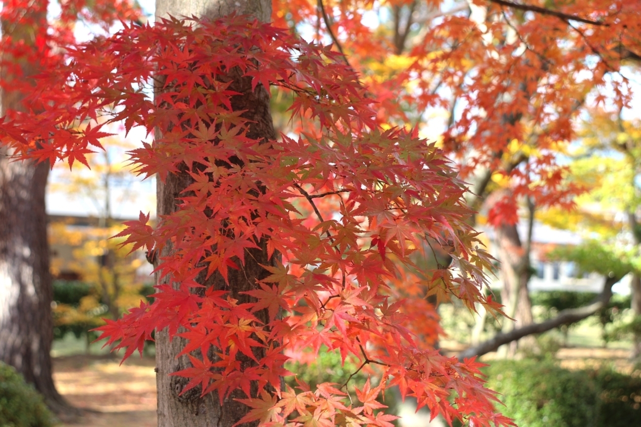 backend=imagemagick;version=1;