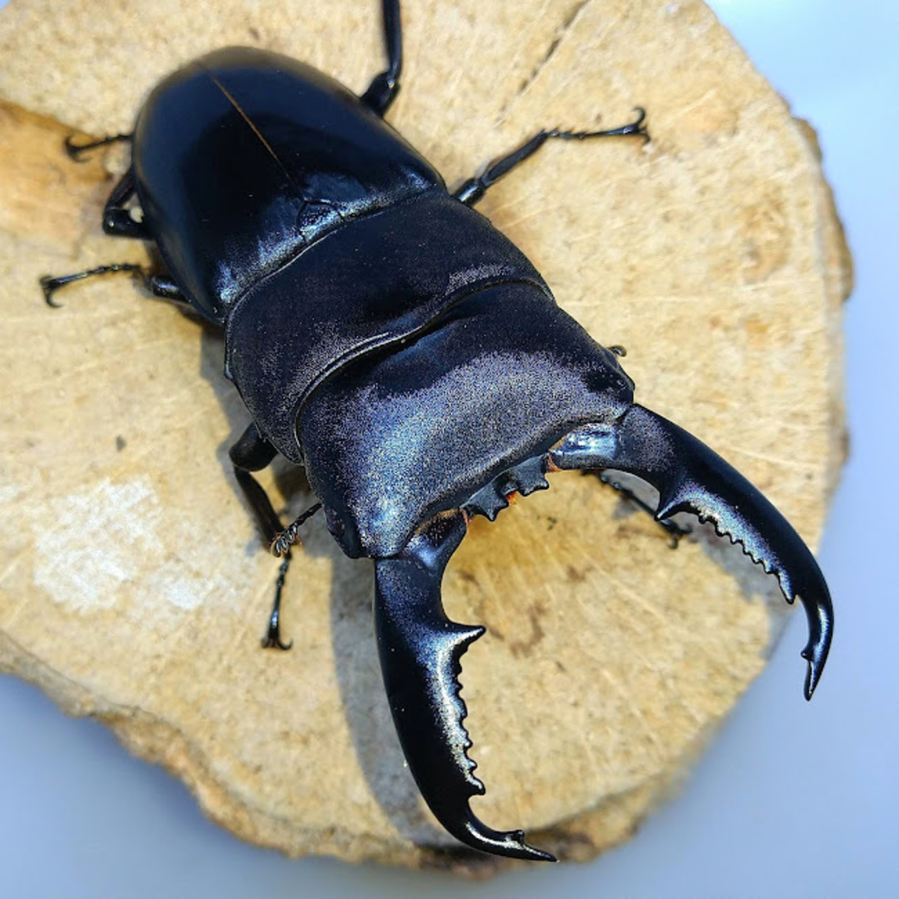 ミンダナオヒラタクワガタ WF1 飼育記 - きれいで簡単にふえるやつがすき