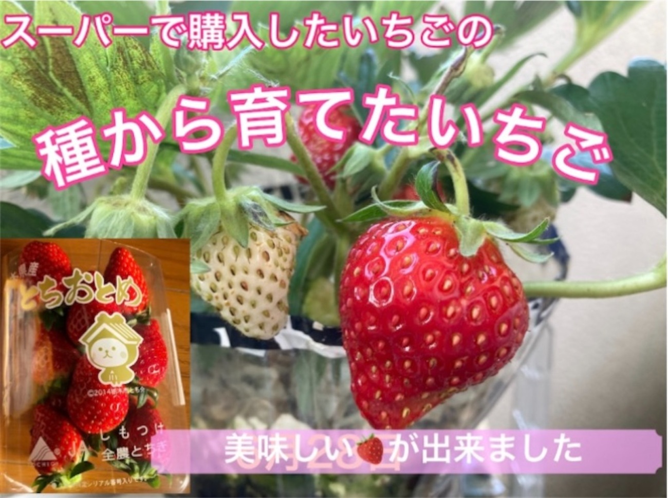 種から育てたいちご🍓No5 〜5シーズン目に突入〜 - たのしるブログ