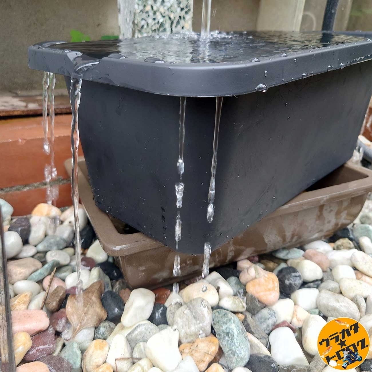 ダイソーの300円のメダカ飼育ケース6Lを買って後悔？実際の体験談を