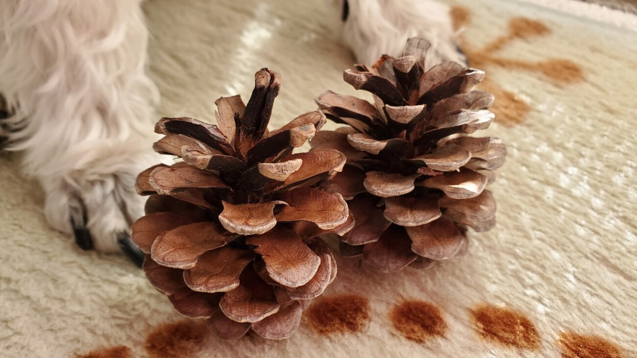 backend=imagemagick;version=1;