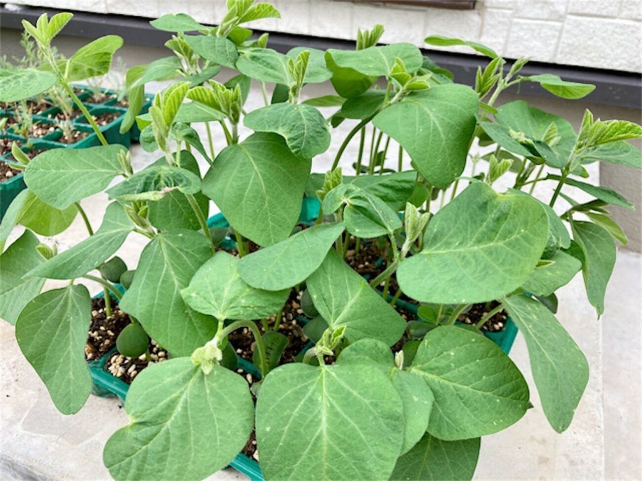 大豆・枝豆】初生葉と本葉は違うもの？〜葉の形が1節目と2節目以降で