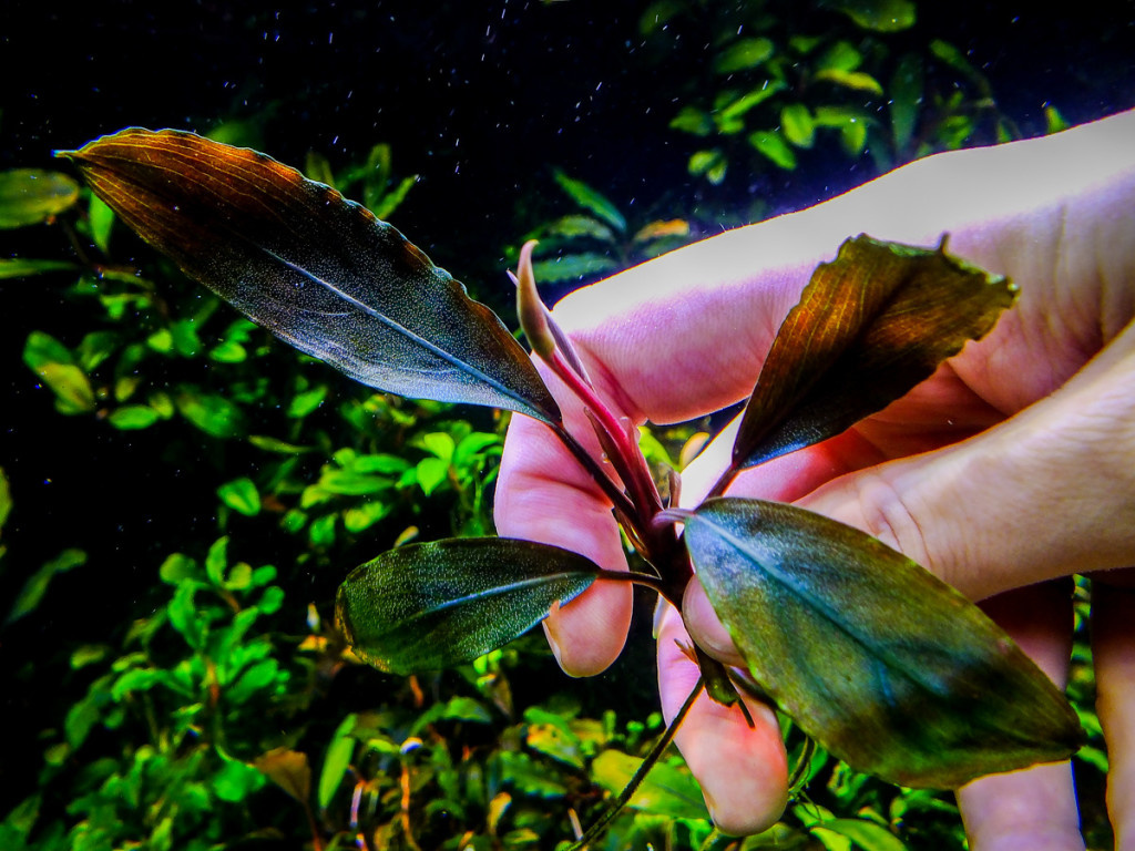 水草 Bucephalandra sp Red Ulysses 水草 Bucephalandra sp Red