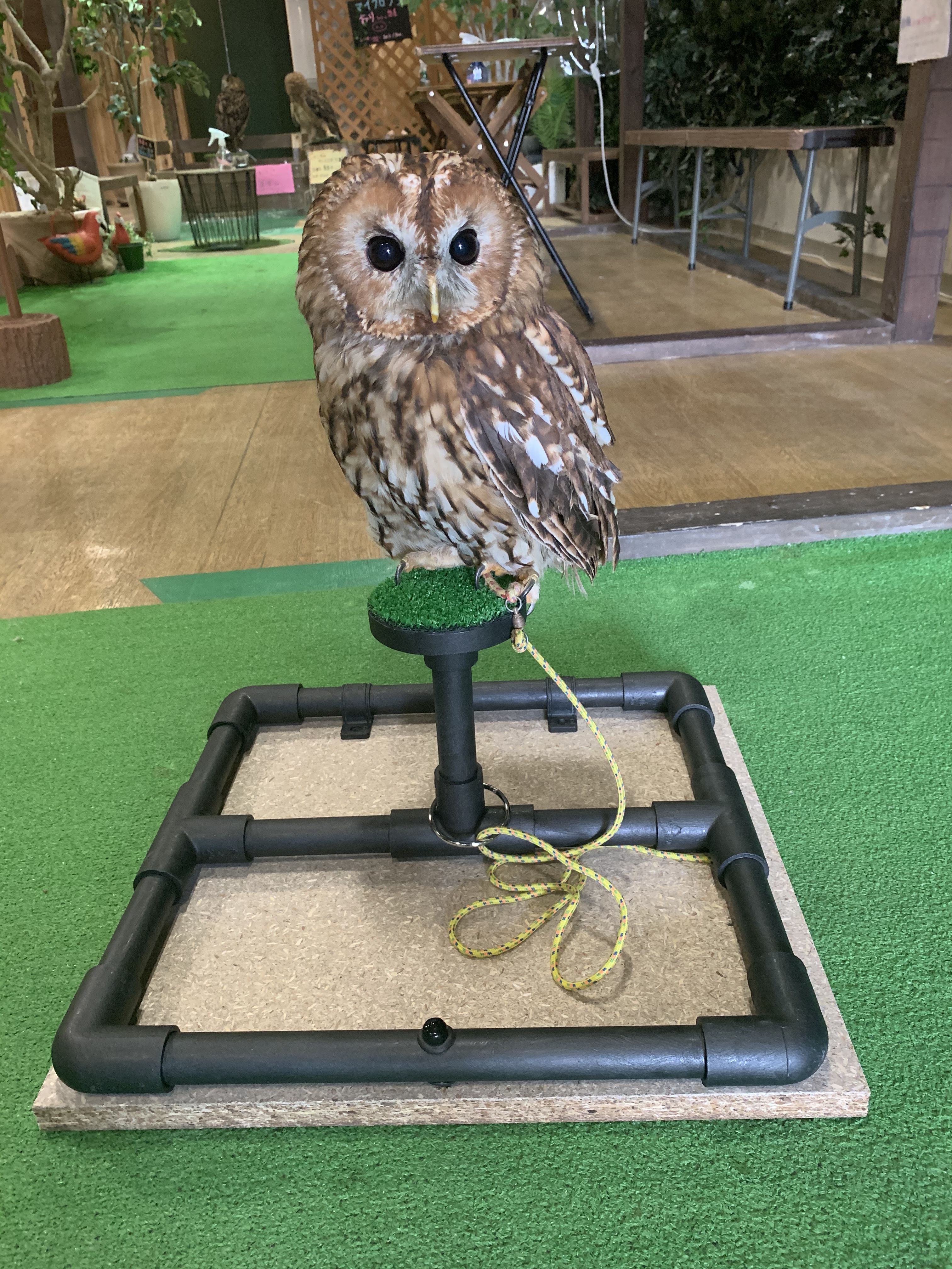 フクロウ 止まり木 ファルコンブロック 【公式通販】