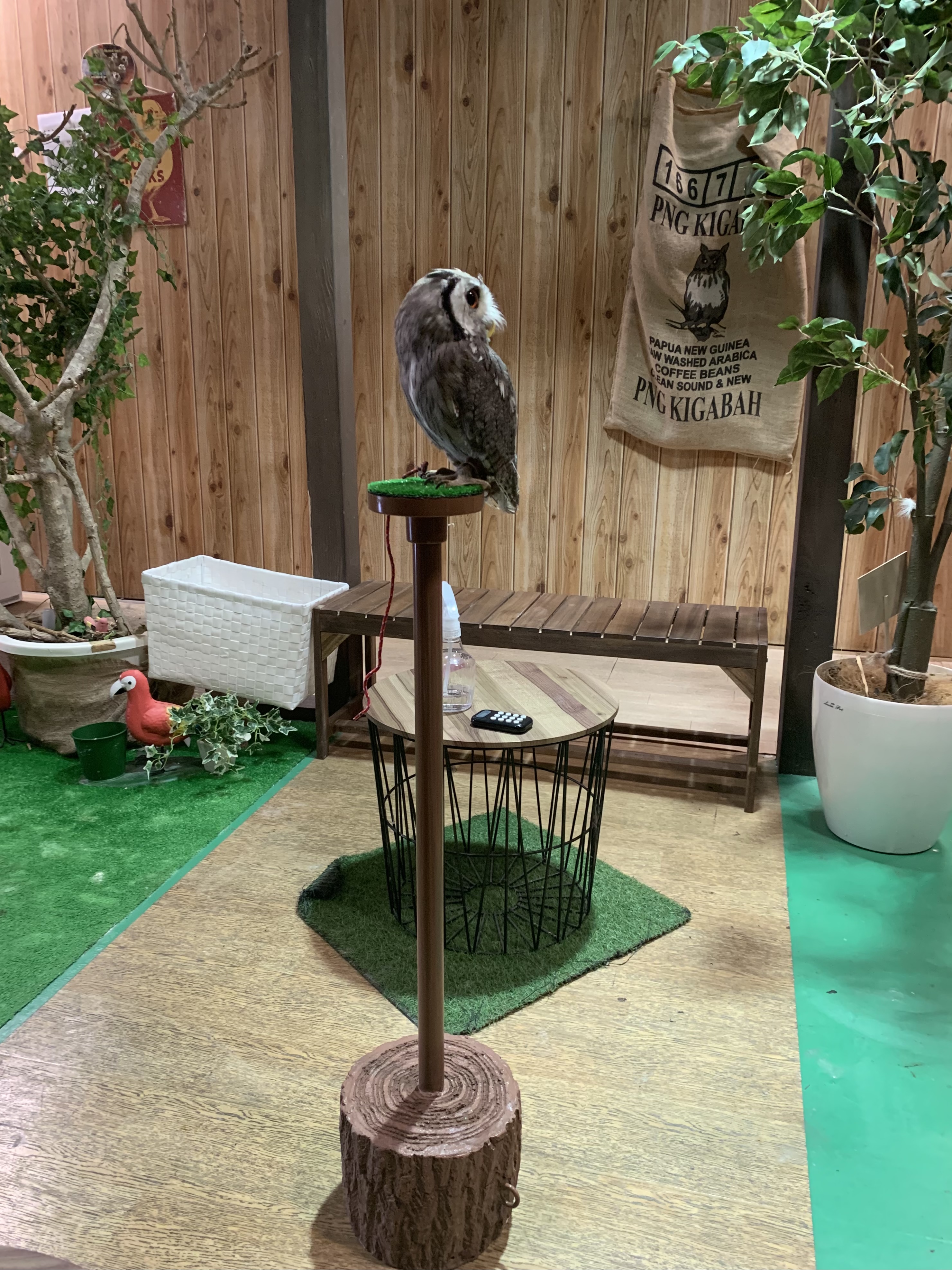 オーダー用】フクロウ用 パーチ、ファルコンブロック 猛禽類