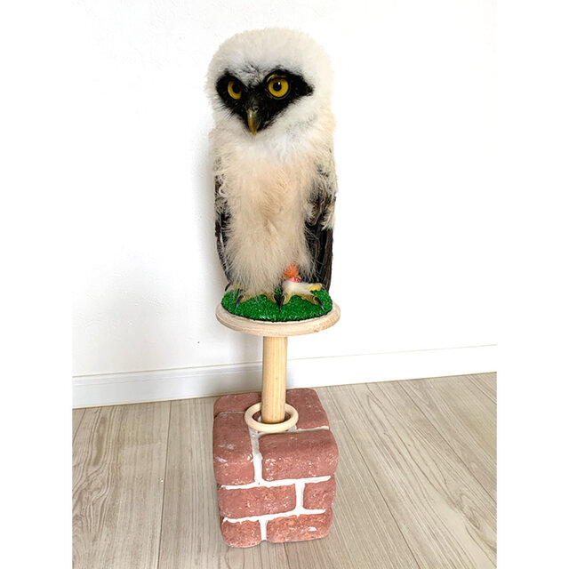 猛禽類 ファルコンブロック バーチ