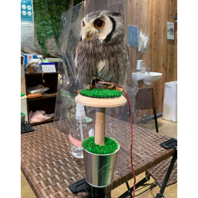 極 小型猛禽パーチ、ファルコンブロックB ファルコンブロック 鷹