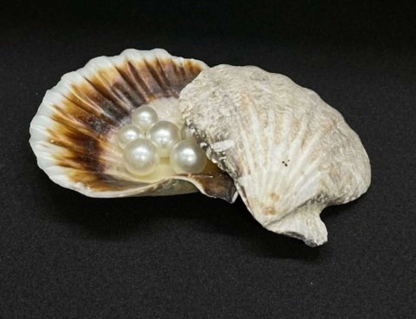 スキャロップパール (天然帆立貝から希少な大きなパール)、鑑定書付き