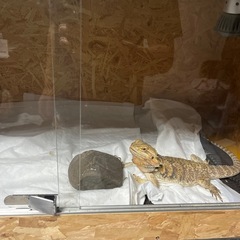 爬虫類 飼育ケージ