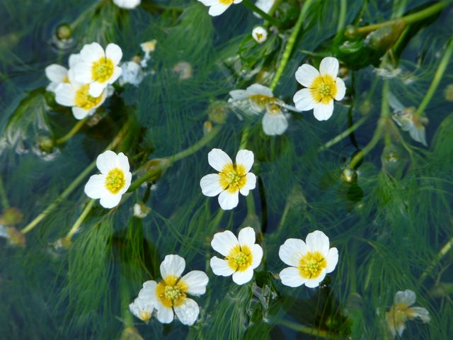 醒井・地蔵川の梅花藻】アクセス・営業時間・料金情報 - じゃらんnet