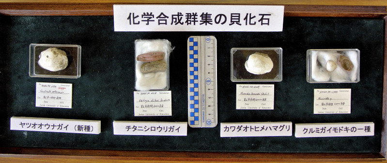 日本海側最古の「化学合成貝」化石群集 推定1650万～1700万年前 富山で