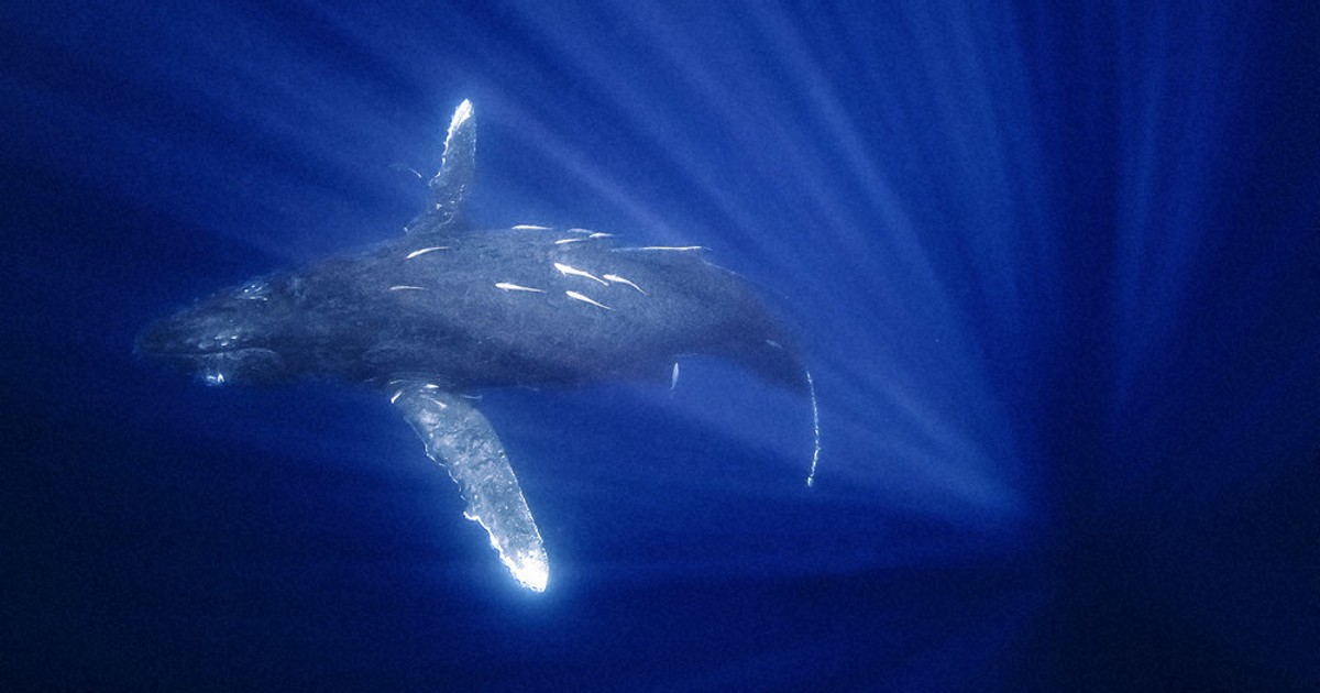 水中写真館：／62 ザトウクジラ | 毎日新聞
