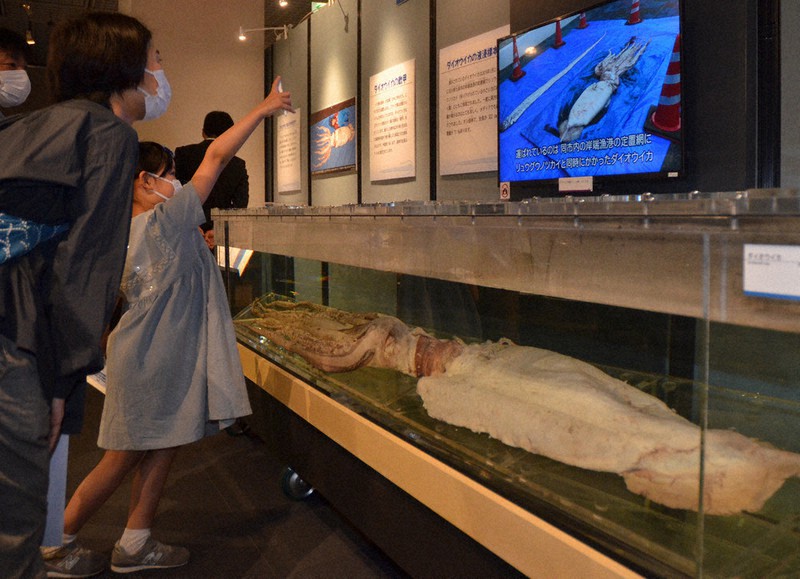 ダイオウイカ標本、サメ剥製 知られざる深海の生き物の魅力集結 茨城
