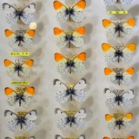 信州のファーブル」が追った美しきチョウ 圧巻146種 長野・松本で特別