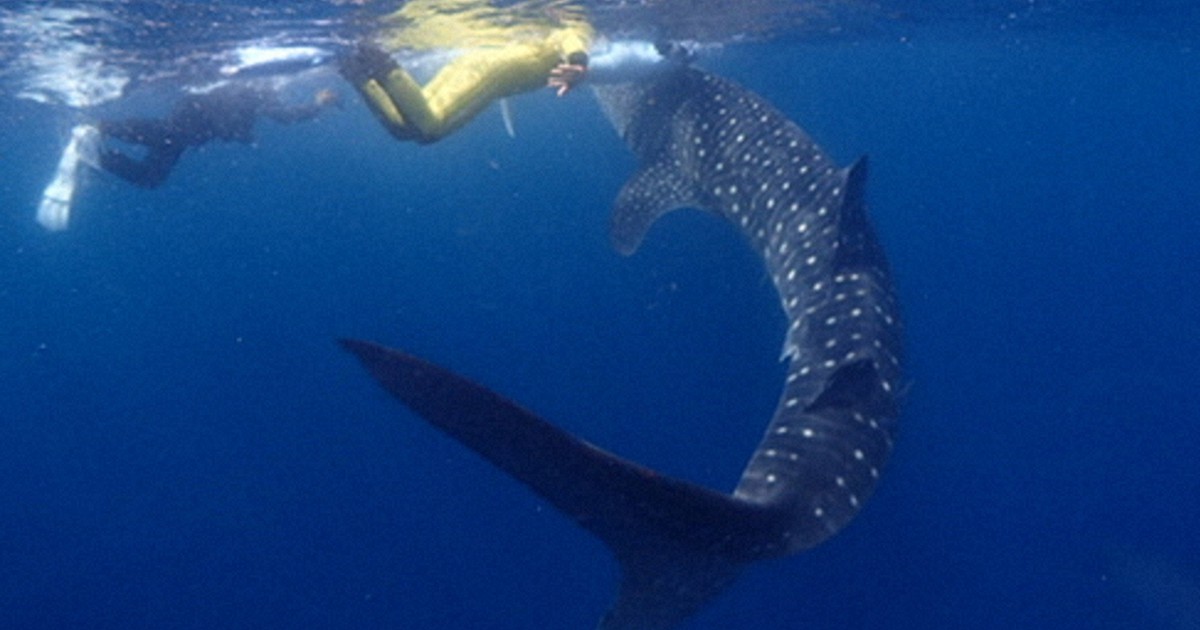 ジンベエザメと踊れる!? 潮岬沖で10年ぶり目撃「じゃれてきた」 | 毎日新聞