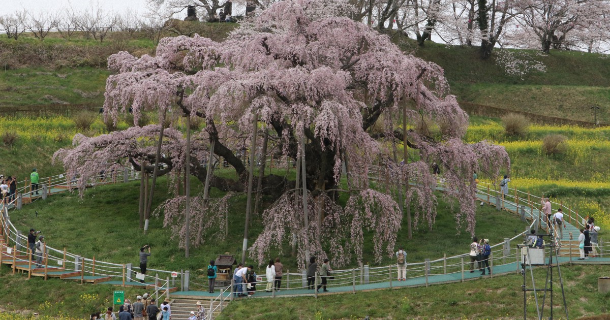 三春滝桜が見ごろ 国の天然記念物、推定樹齢1000年超 福島 | 毎日新聞