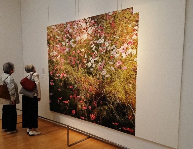 絶筆「コスモス」魂の叫び 29日閉幕「吉村芳生展」 北九州市立美術館