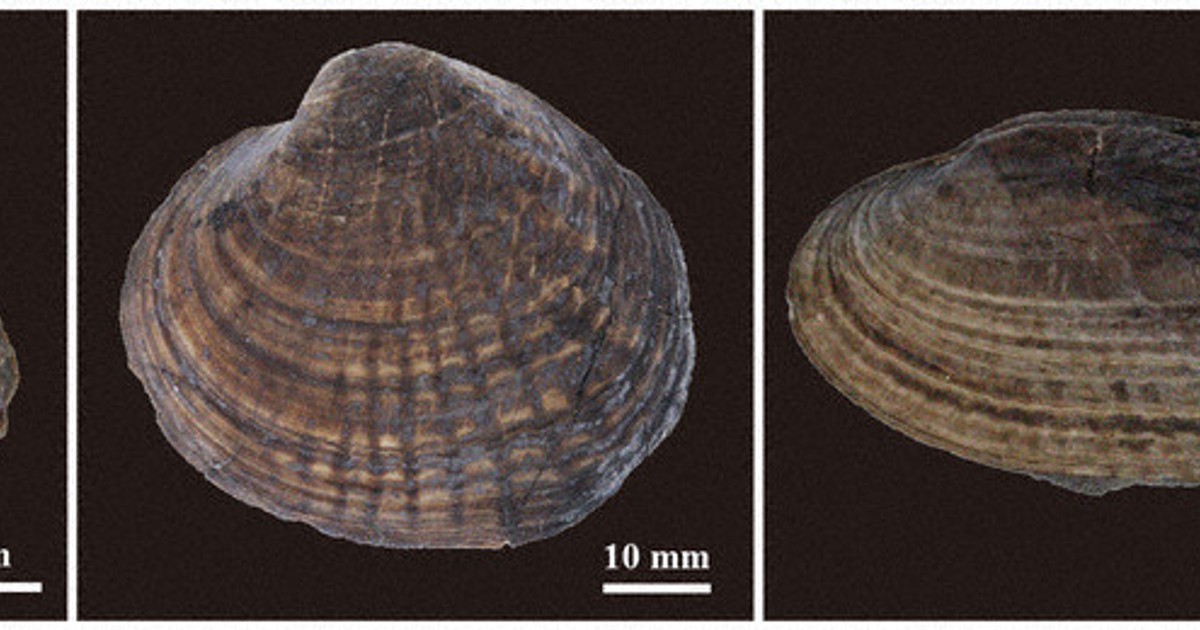 模様残る淡水二枚貝化石 世界最古、1億2000万年前 福井県立恐竜博物館