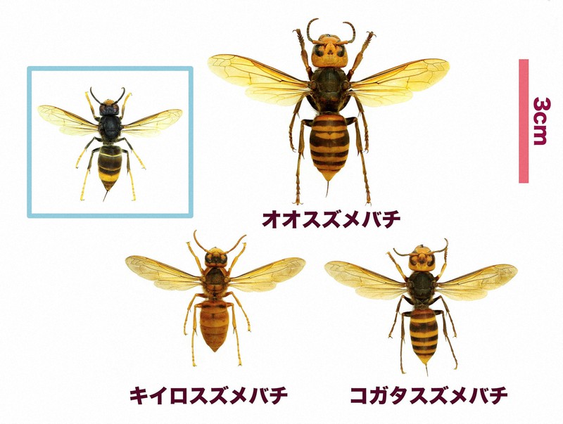 外来ツマアカスズメバチ、福岡で大量70匹 駆除「秋までが勝負」 | 毎日新聞