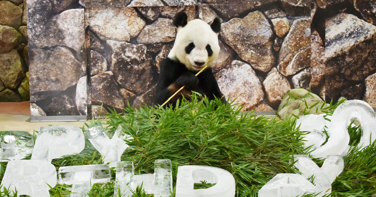 長生きしてね」パンダ永明30歳に 人間なら90歳 和歌山・白浜 | 毎日新聞