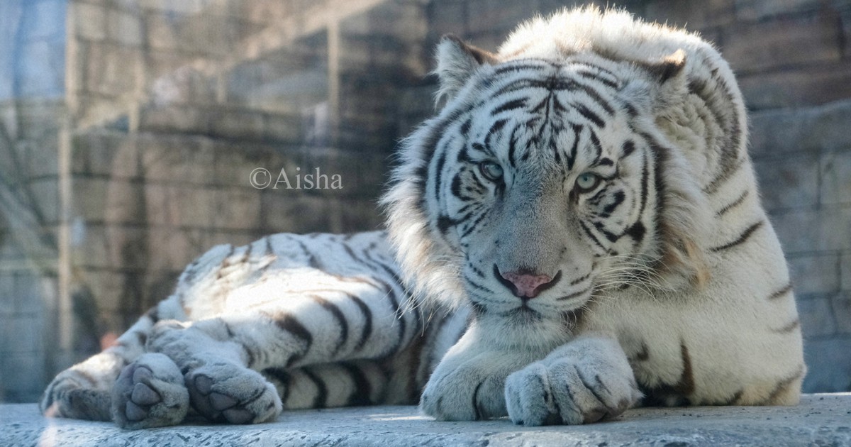 カメラ少女・藍沙のいきもの大好き：ホワイトタイガー めずらしい