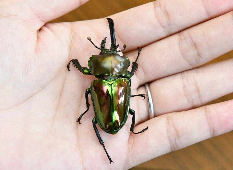 右が雄で左が雌…希少なクワガタ、親子が発見 学芸員「数十万匹で初