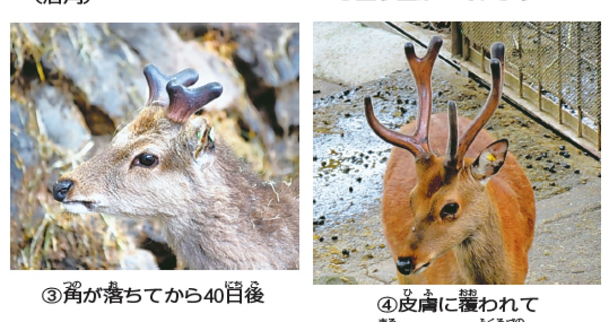 鹿の角 蝦夷鹿 エゾシカ 大サイズ 蝦夷鹿 角 6対12本 北海道