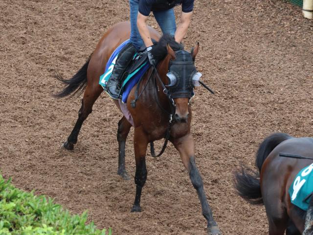 叔母はG1・7勝のジェンティルドンナ ディアナザールが新潟で初陣/関西