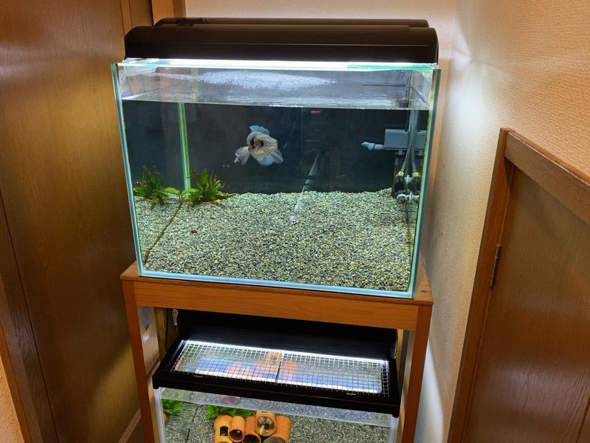 GEX CLEAR LED POWER X 600 2個 60cm水槽 ライト 水槽用LEDライト2