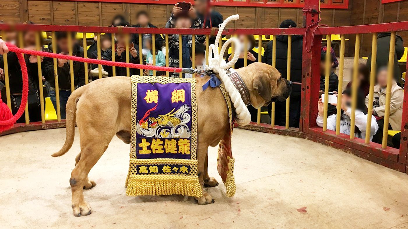 伝統の土佐闘犬の今 土佐犬の文化と命をつなぐ挑戦 - ペトラ