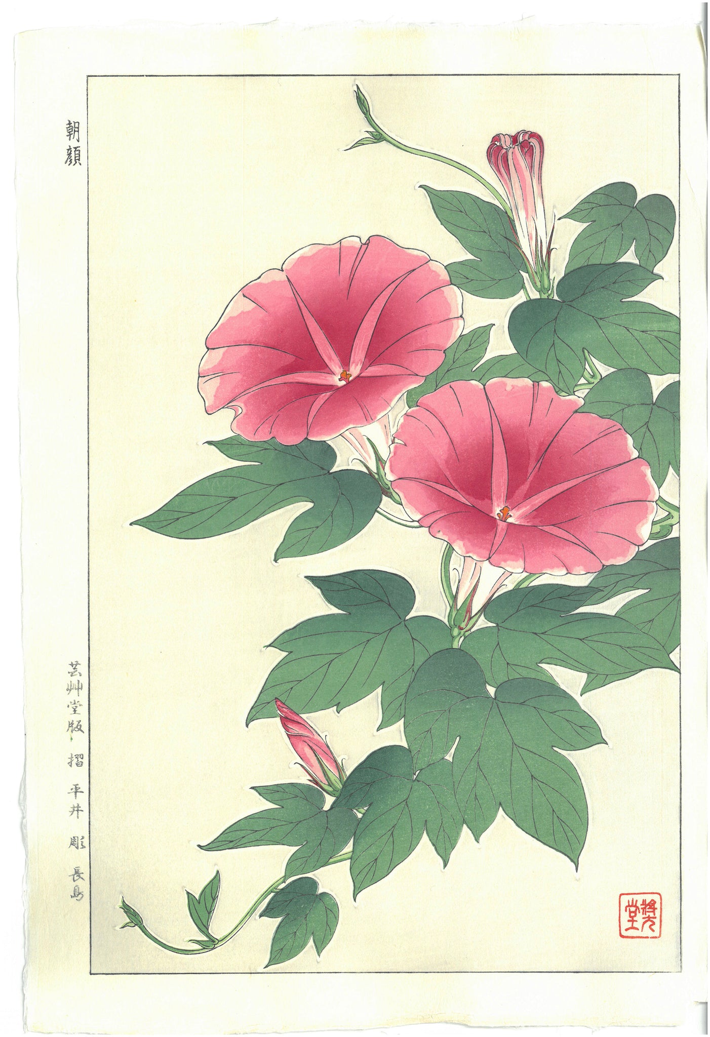 Kawarazaki Shodo - F61 Asagao (Morning glory) - Free Shipping