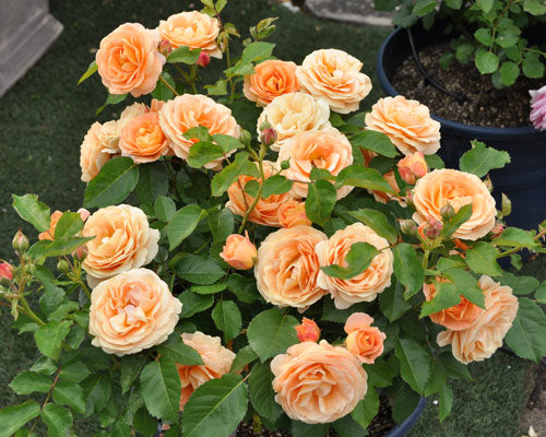 花の多さにびっくり！「ラ・ドルチェ・ヴィータ」 – はなはなショップ