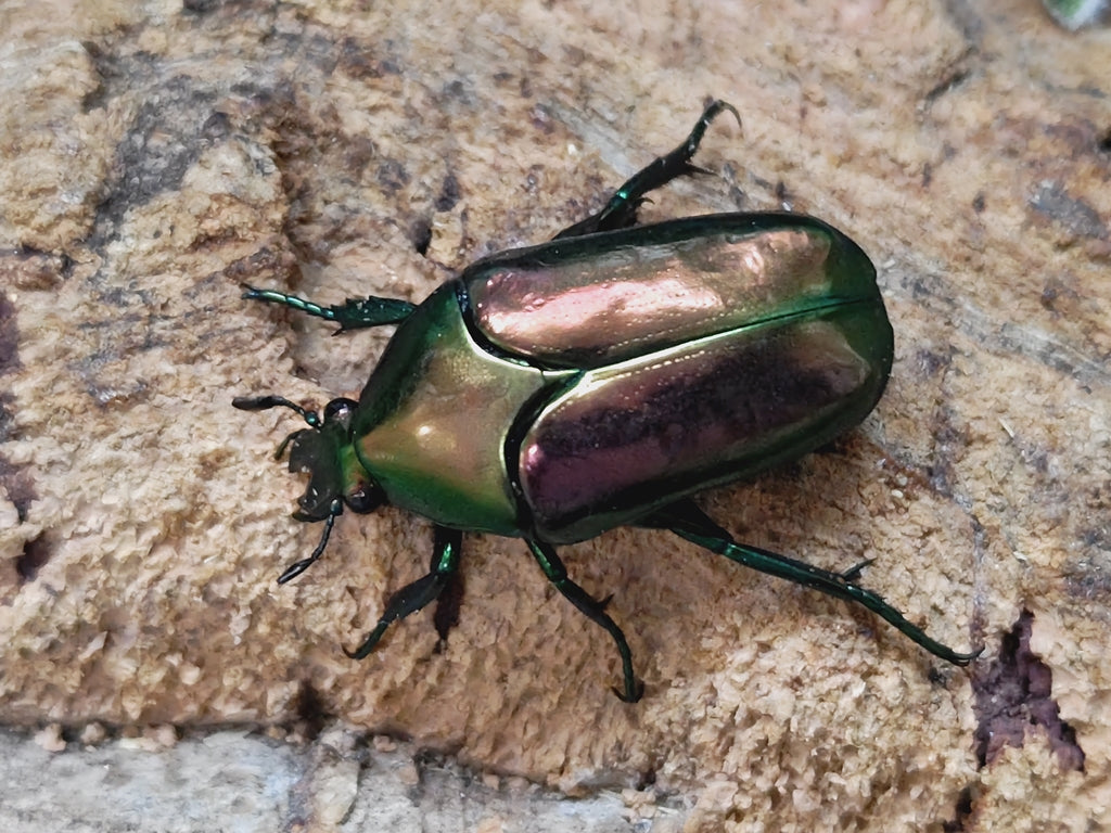 ハナムグリ・カナブン等 – クワガタムシ・カブトムシ昆虫専門店COLORS