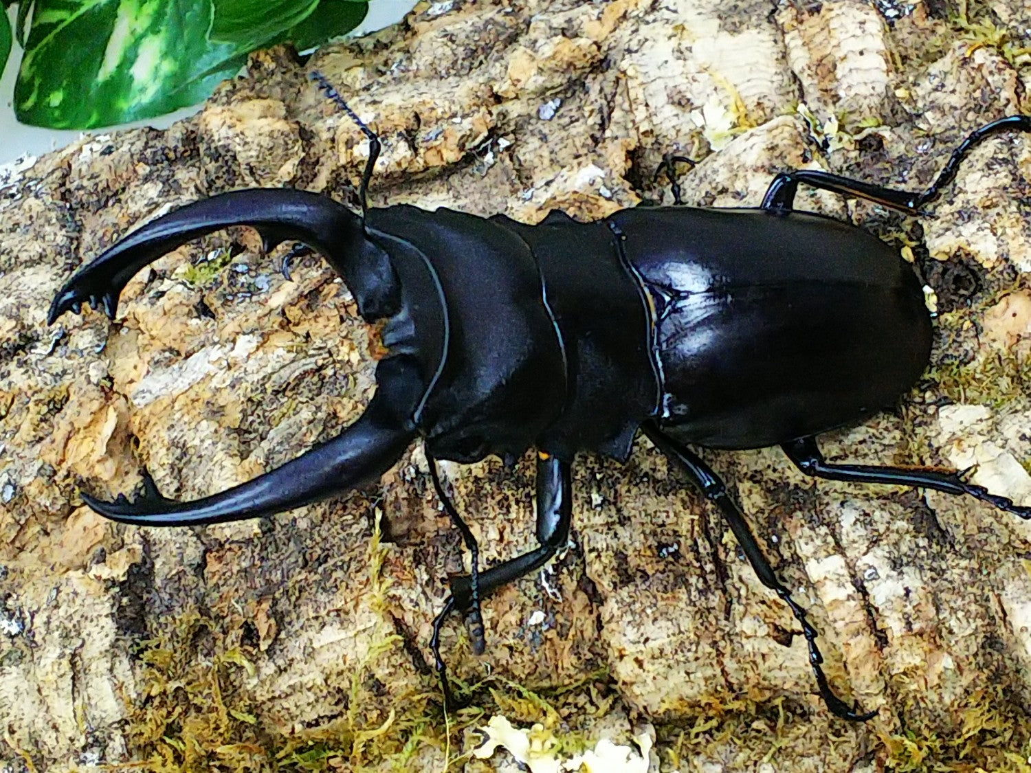 ツヤクワガタ – クワガタムシ・カブトムシ昆虫専門店COLORS