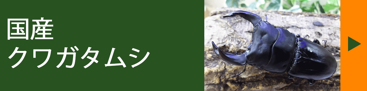 カブト虫クワガタ虫飼育セット – クワガタムシ・カブトムシ昆虫専門店