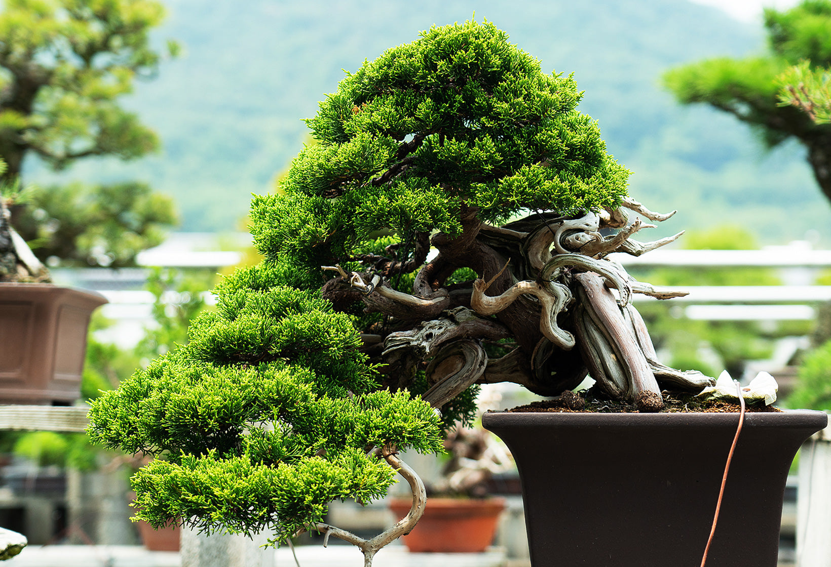 竜紋高脚楕円鉢 多肉植物鉢 紫砂鉢 盆栽鉢 植木鉢 小品盆栽